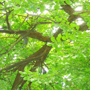 Branch and Leaves, Battery Park Historic New Castle