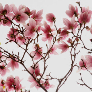 cherry blossom camo